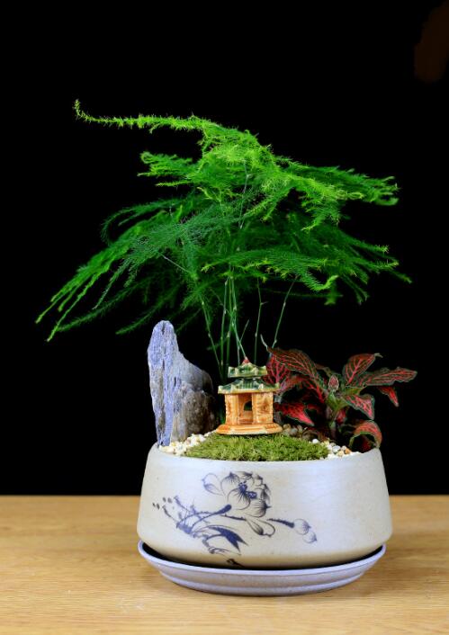 福祿桐文竹盆景，綠植苔蘚微景觀禪意盆景