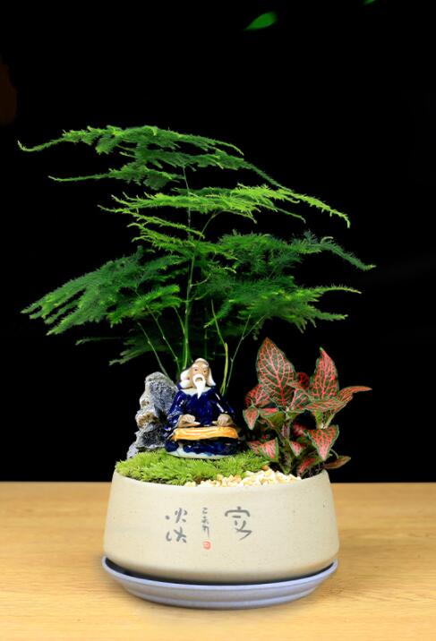 福祿桐文竹盆景，綠植苔蘚微景觀禪意盆景