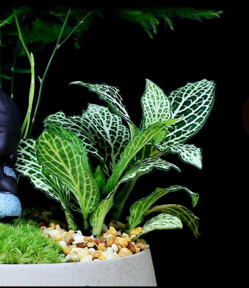 福祿桐文竹盆景，綠植苔蘚微景觀禪意盆景