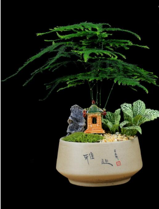 福祿桐文竹盆景，綠植苔蘚微景觀禪意盆景