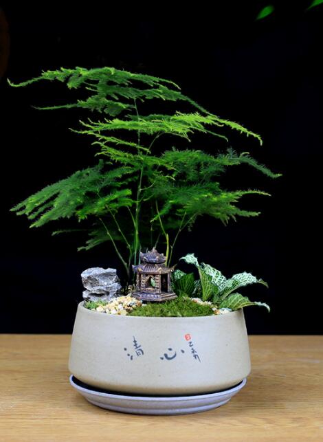 福祿桐文竹盆景，綠植苔蘚微景觀禪意盆景