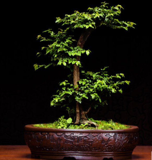 五款家佳樂文學(xué)陶瓷室內(nèi)盆景