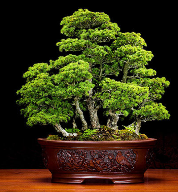 五款家佳樂文學(xué)陶瓷室內(nèi)盆景