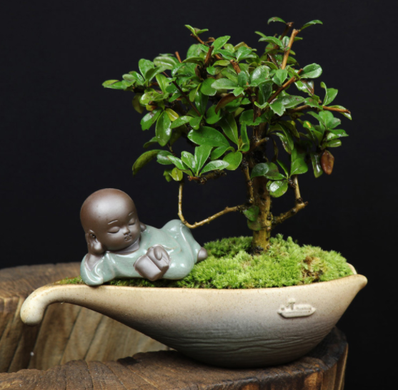 小葉福建茶樹樁盆景，室內(nèi)綠植藝術(shù)造型盆景