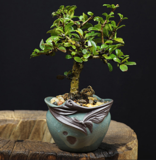 小葉福建茶樹樁盆景，室內(nèi)綠植藝術(shù)造型盆景