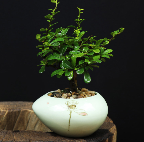 小葉福建茶樹樁盆景，室內(nèi)綠植藝術(shù)造型盆景