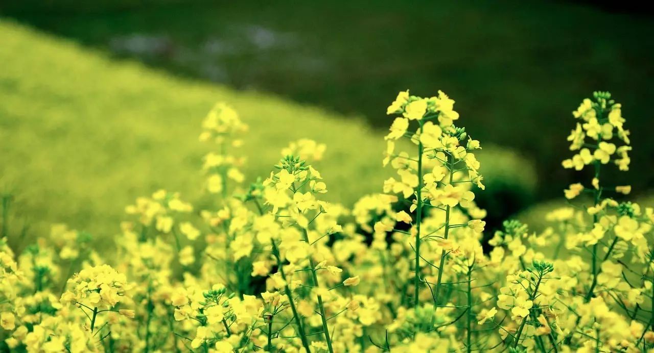 夢(mèng)回西江，南昌，廬山，婺源