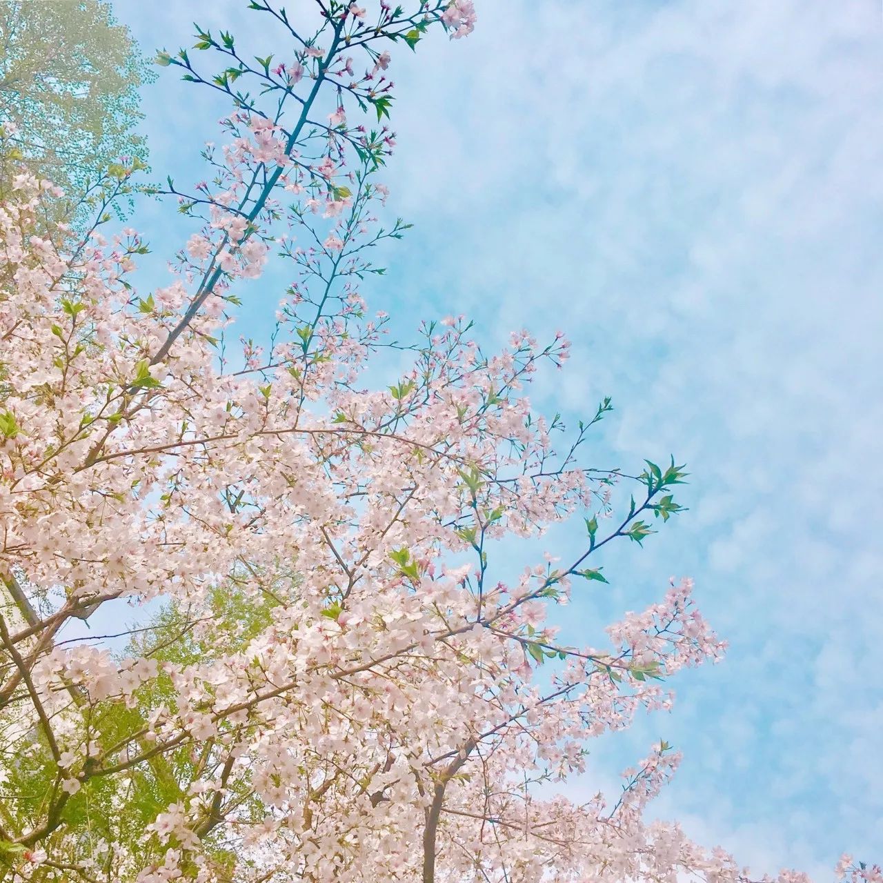 清明小長(zhǎng)假，去這9個(gè)絕美的地方踏青