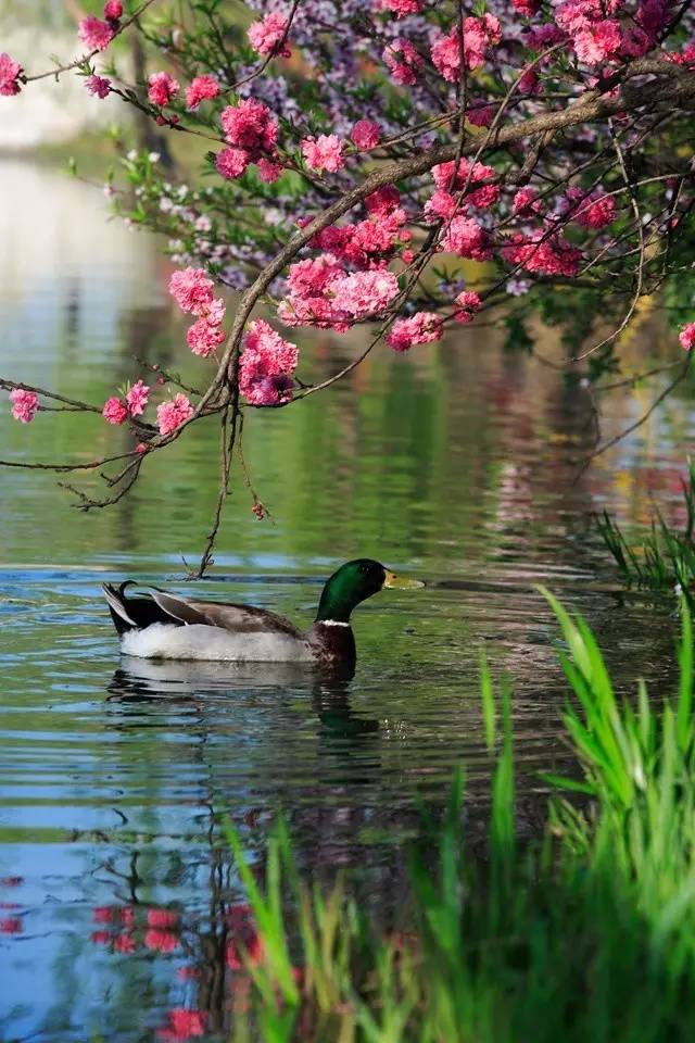 清明小長假，去這9個絕美的地方踏青