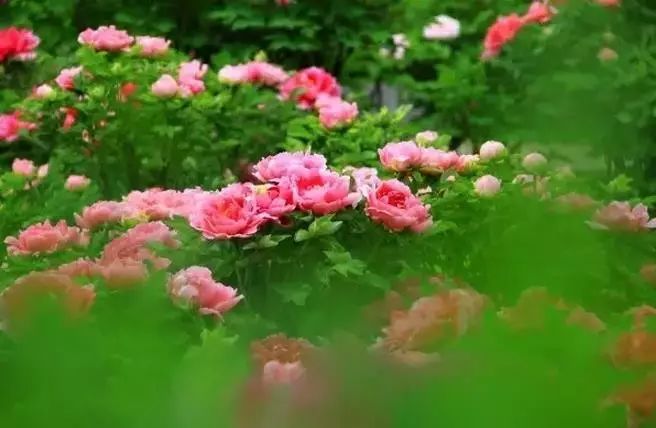 清明小長假，去這9個絕美的地方踏青