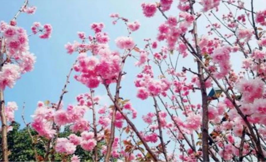 不負時光，不負己，趁著春光去踏青！