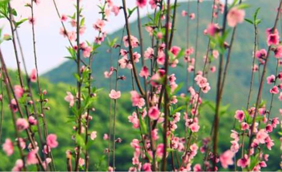 不負時光，不負己，趁著春光去踏青！