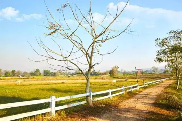 踏青尋色，春風(fēng)十里不如你