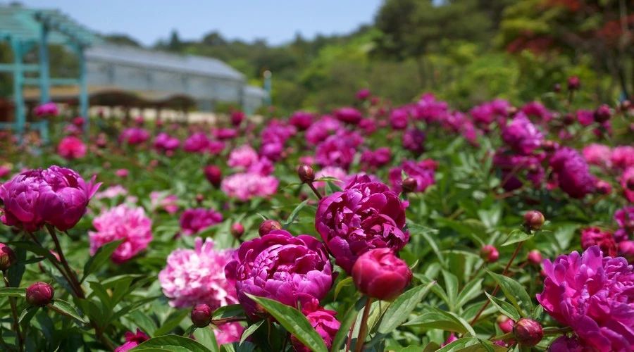 最美人間四月，詩情畫意不可錯失的風(fēng)景推薦