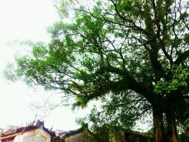 棉湖掠影， 古鎮(zhèn)情懷