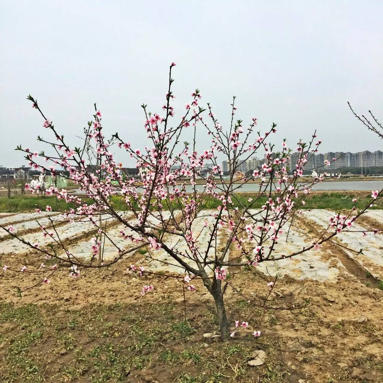 古鎮(zhèn)之外的新場，或許更有新意