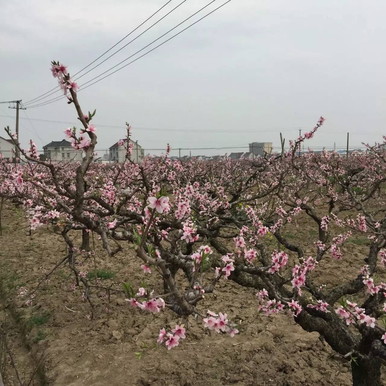 古鎮(zhèn)之外的新場(chǎng)，或許更有新意