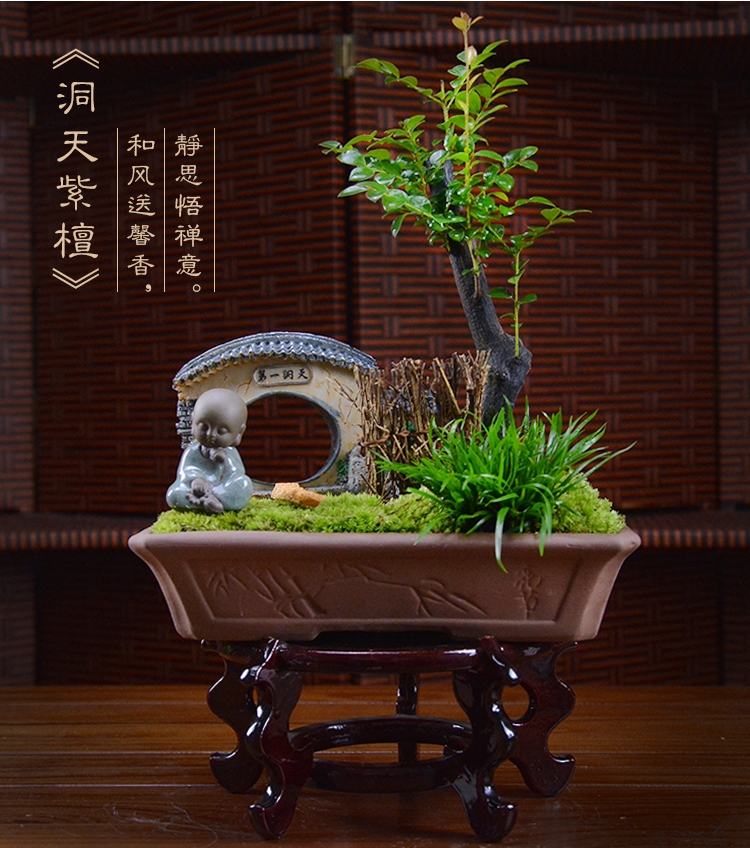 四季常青盆景，鎮(zhèn)宅紫檀盆景圖片