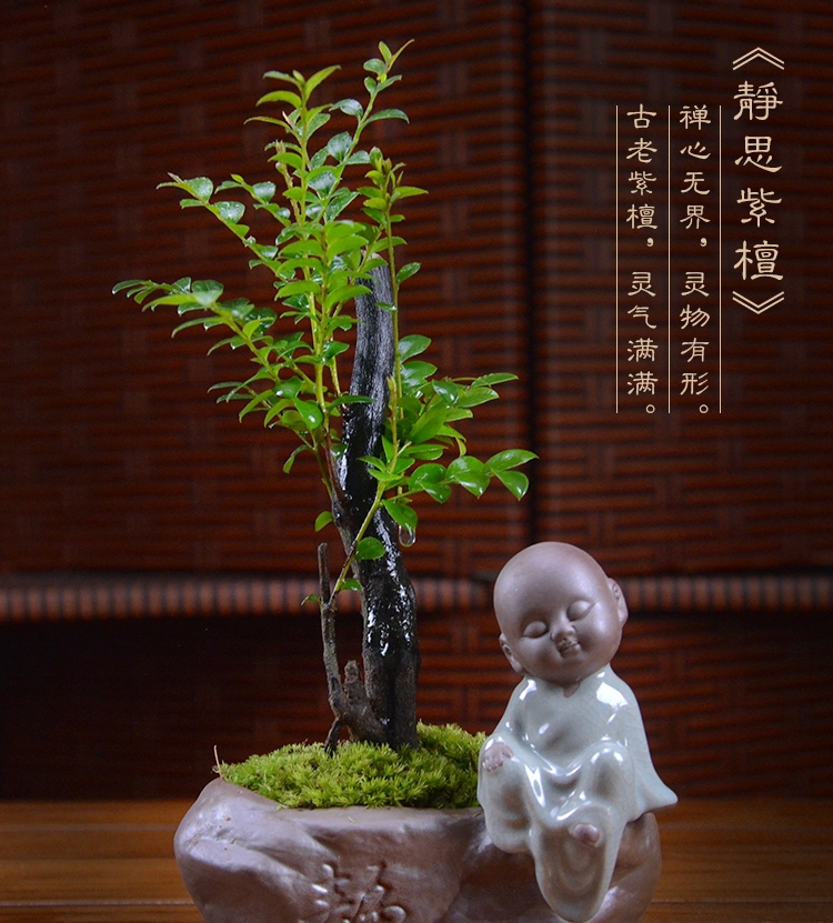 四季常青盆景，鎮(zhèn)宅紫檀盆景圖片