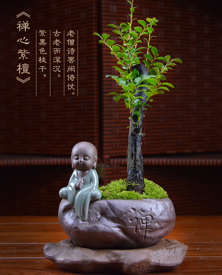 四季常青盆景，鎮(zhèn)宅紫檀盆景圖片