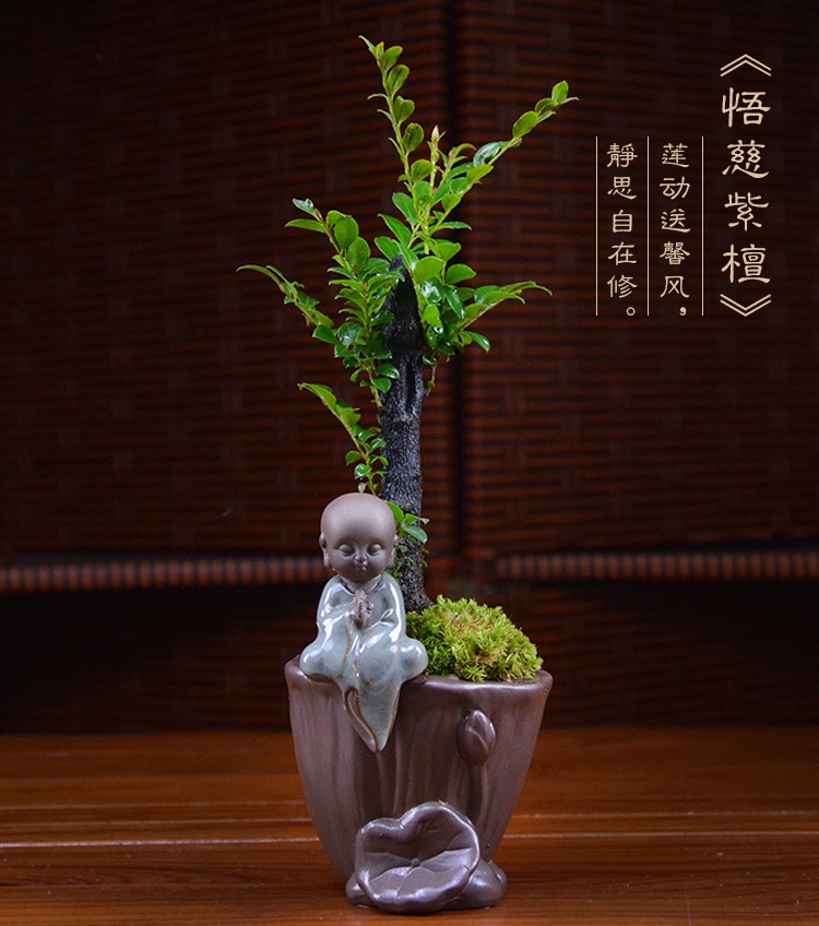 四季常青盆景，鎮(zhèn)宅紫檀盆景圖片