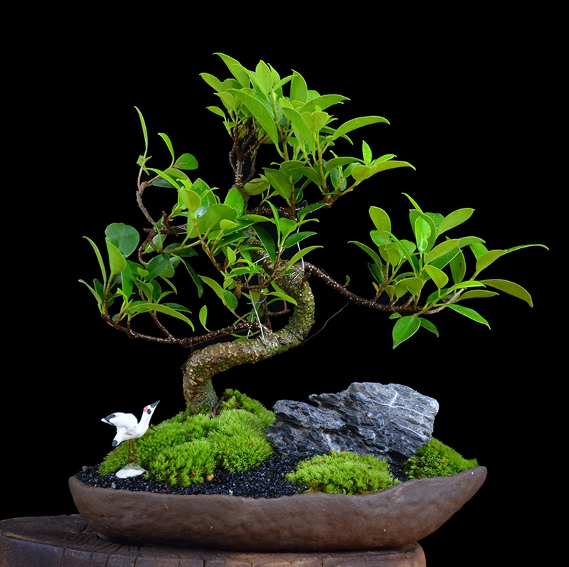 四季常青綠葉盆景圖片，精致的小葉榕樹盆景