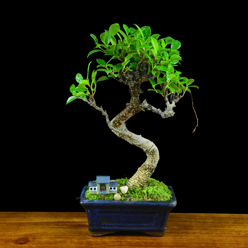 四季常青綠葉盆景圖片，精致的小葉榕樹盆景