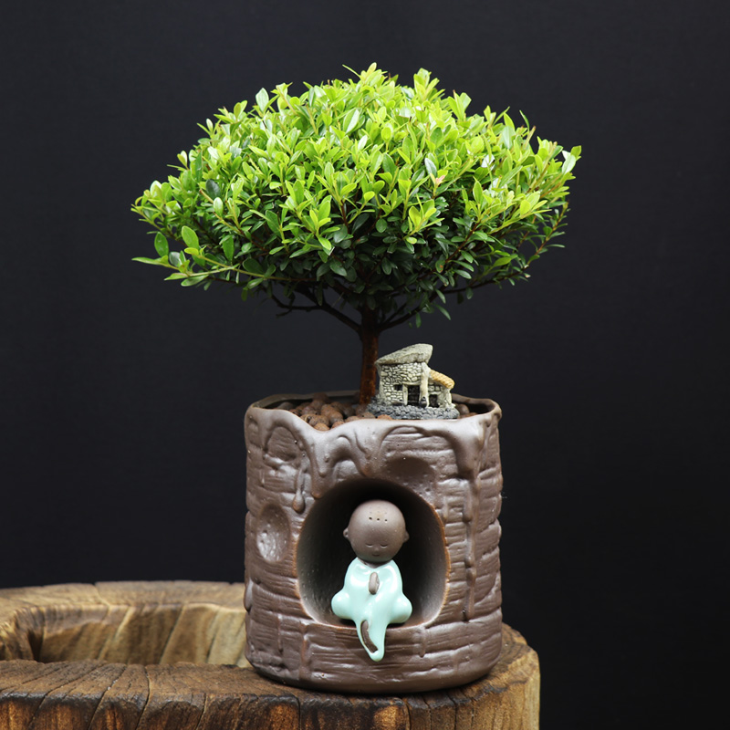 耐寒常青盆景圖片，禪意小葉赤楠盆景