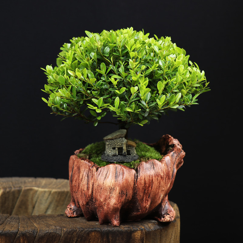 耐寒常青盆景圖片，禪意小葉赤楠盆景