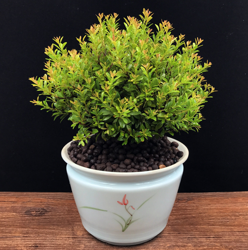 耐寒常青盆景圖片，禪意小葉赤楠盆景