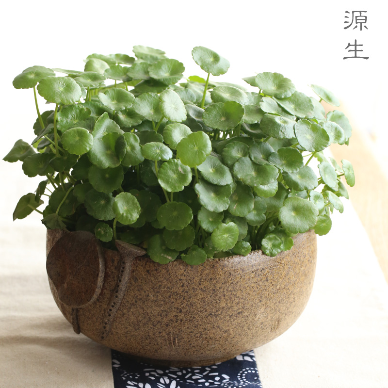 日式陶瓷水盂，可用作茶洗筆洗