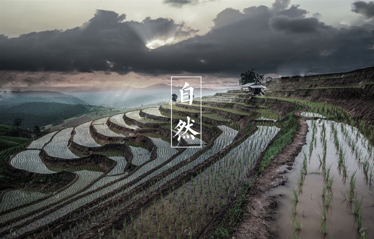 貢祿大米 | 品牌設計全過程