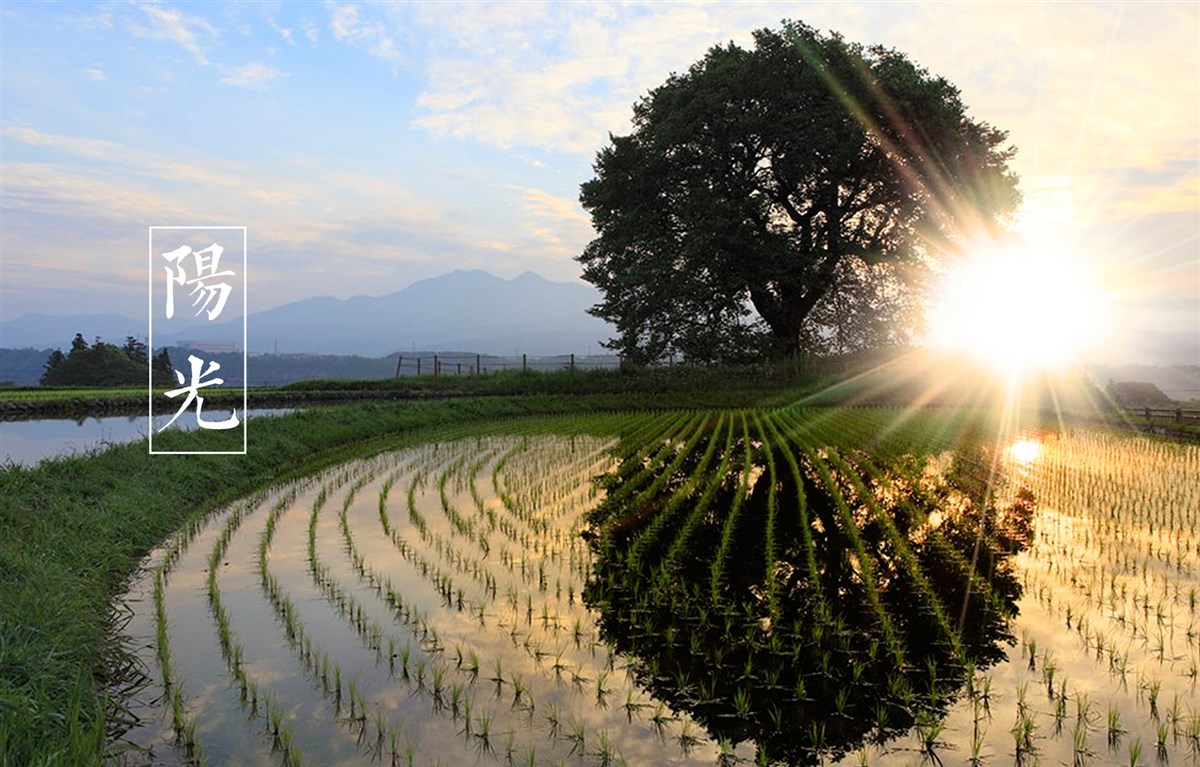 貢祿大米 | 品牌設計全過程