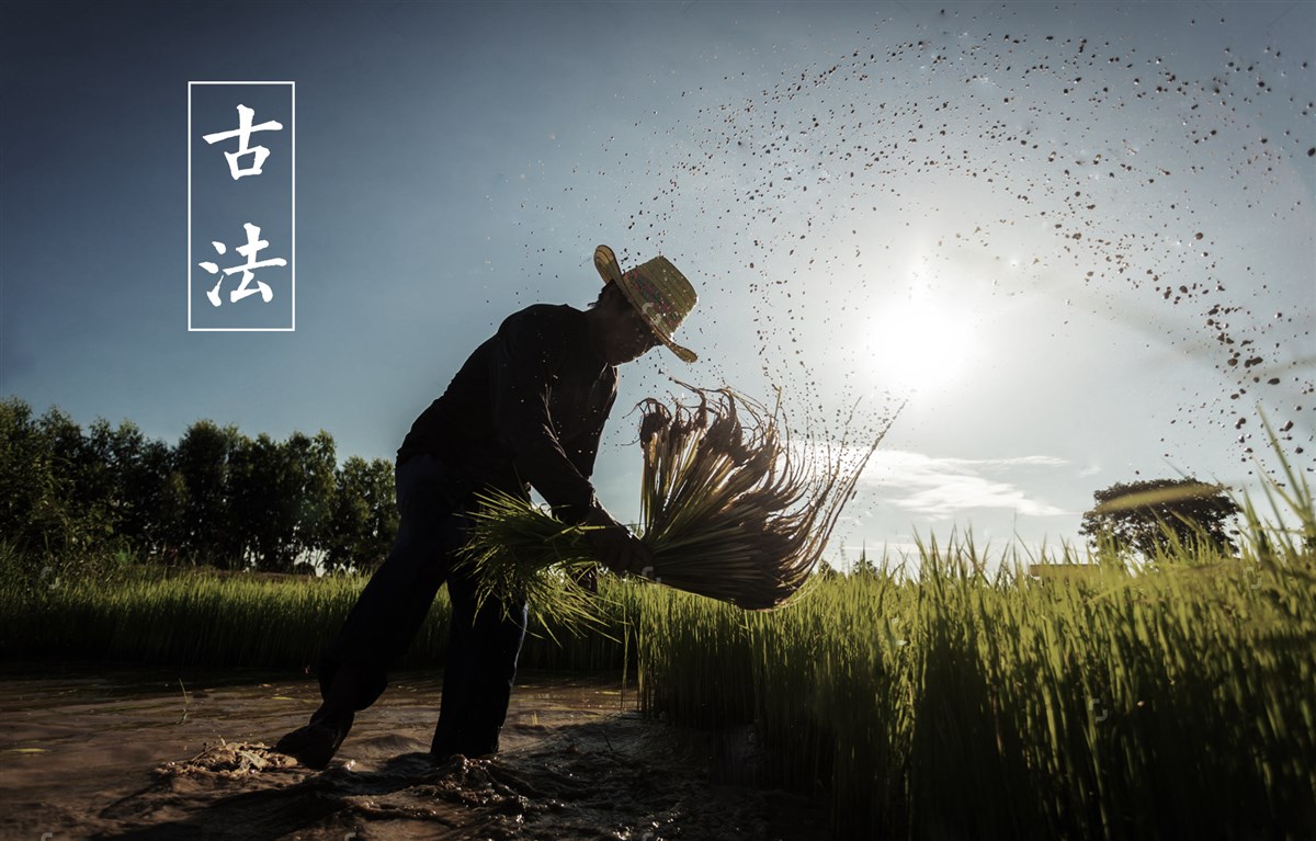 貢祿大米 | 品牌設計全過程