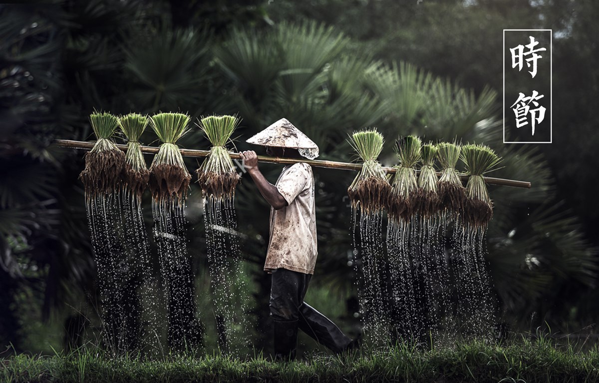 貢祿大米 | 品牌設計全過程