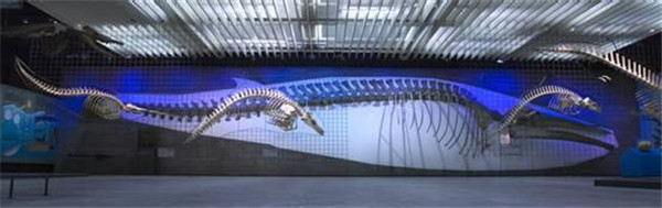 德國最大的自然博物館，德國森根堡自然博物館