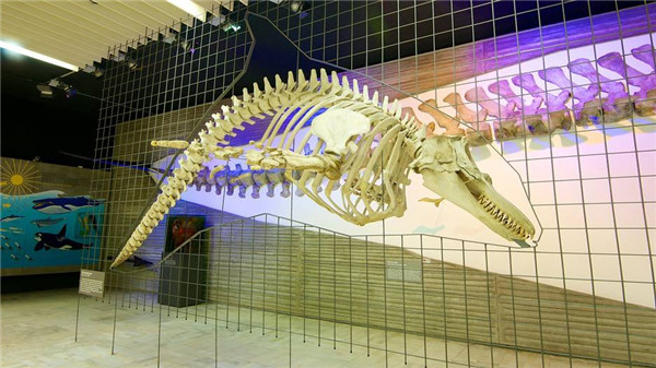 德國最大的自然博物館，德國森根堡自然博物館