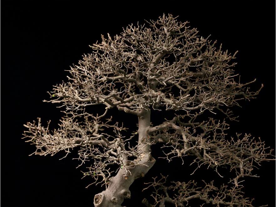 雀梅盆景：舞動云澗