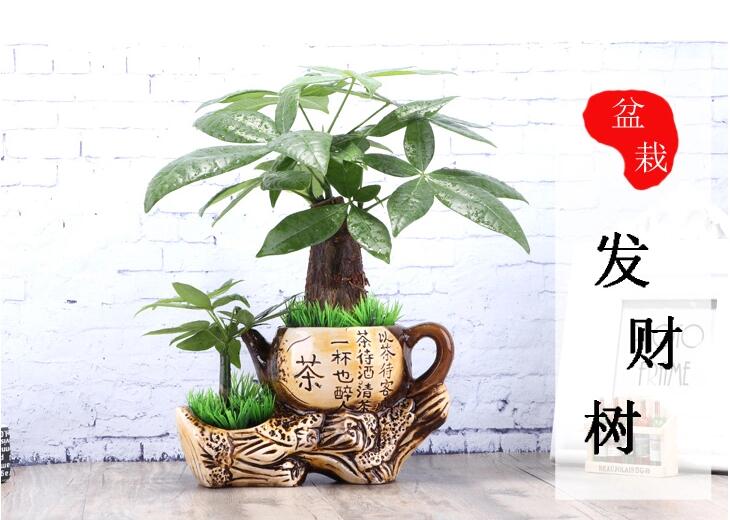 家佳樂文學發(fā)財樹盆景