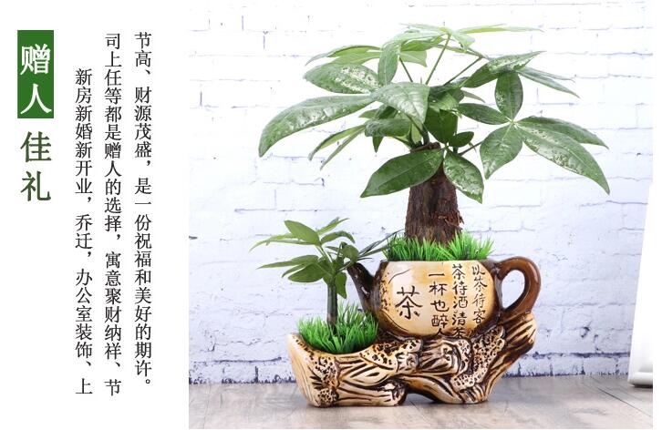家佳樂文學發(fā)財樹盆景
