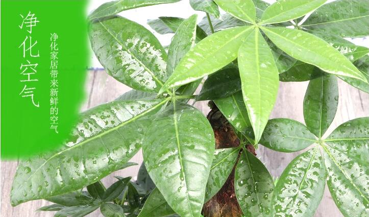 家佳樂文學發(fā)財樹盆景