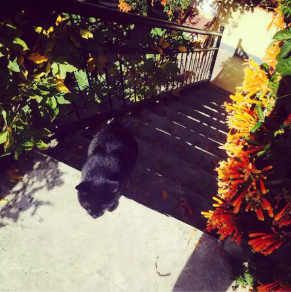 蒼山腳下的民宿，古城內(nèi)貓三家清靜四合小院民