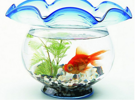在客廳里怎樣養(yǎng)金魚？金魚怎么養(yǎng)風(fēng)水好