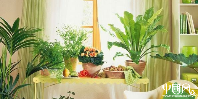 廚房的植物風(fēng)水