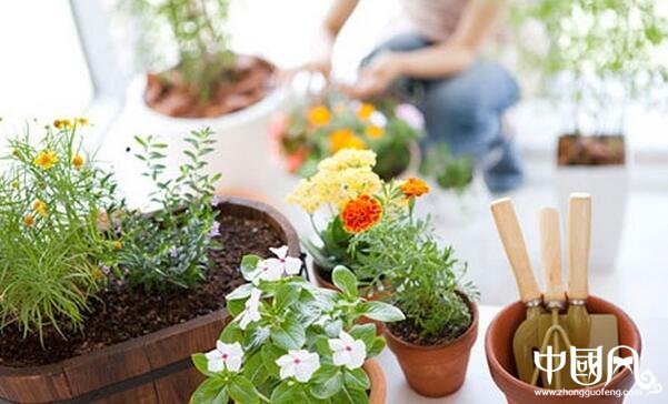 家庭風水植物的講究
