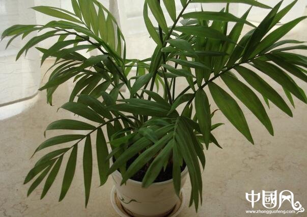 家庭風水植物的講究