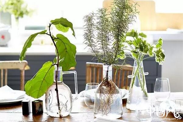 家庭風水植物的講究