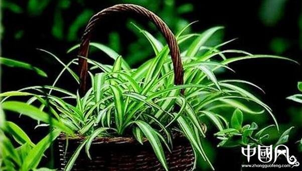 家庭風水植物的講究