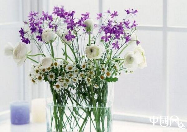 各種室內的植物風水