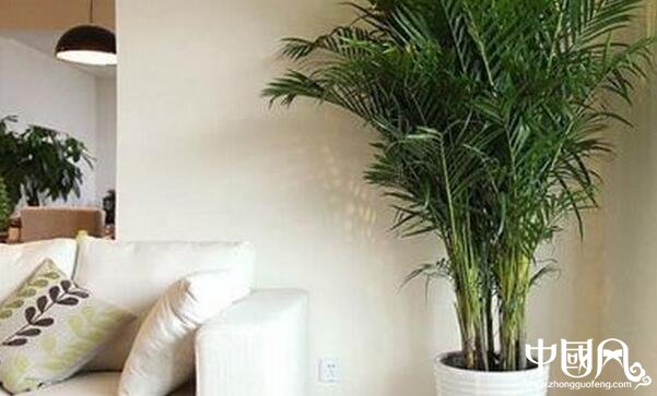 各種室內的植物風水
